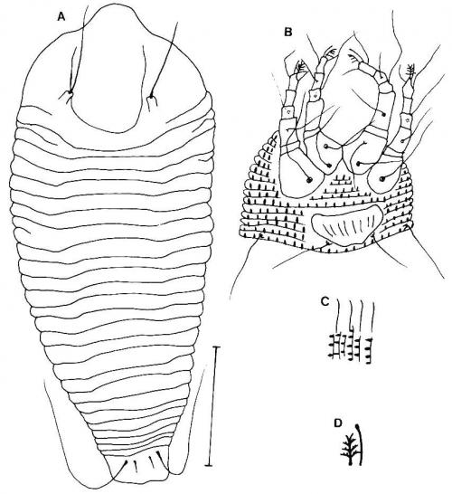 Phyllocoptruta paniculata Huang, 2001