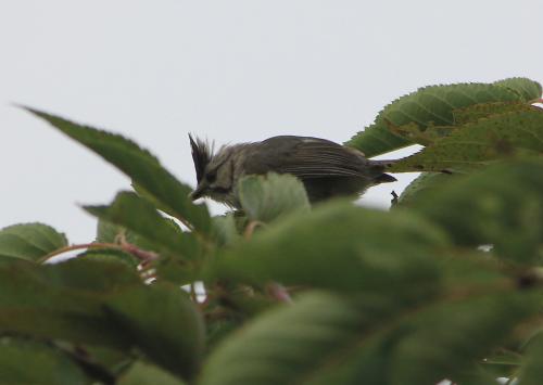 冠羽畫眉 冠羽畫眉