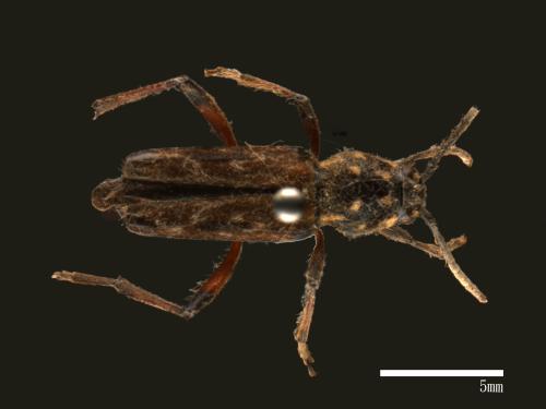 Xylotrechus grayii[胸斑虎天牛][00081088]