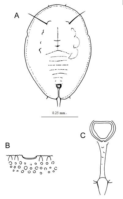 Aleuroclava malloti  (Takahashi, 1932)