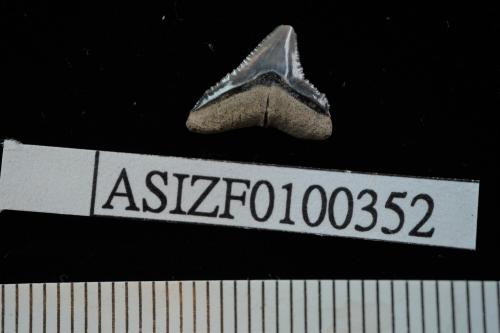 Carcharhinus sp. [ASIZF0100352]
