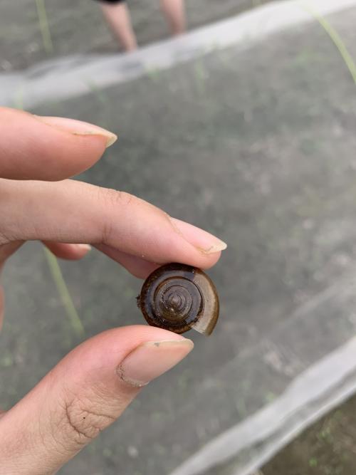 高音符絲鼈甲蝸牛