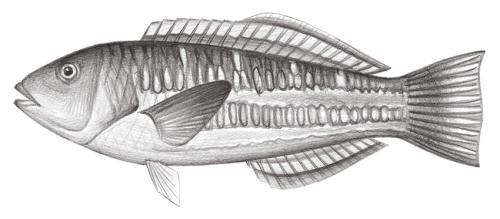 Thalassoma trilobatum@Jheng1842 Thalassoma trilobatum@Jheng1842