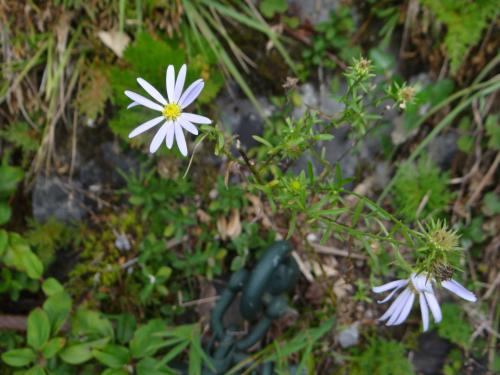 狗娃花