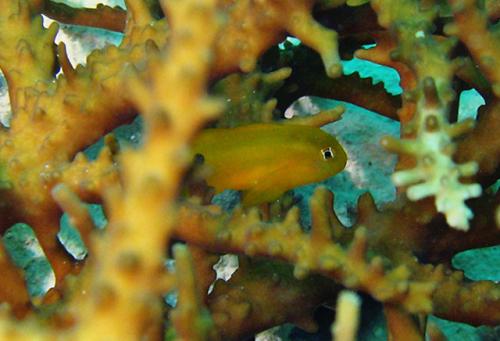 Gobiodon okinawae@fishdb-media-5348 Gobiodon okinawae@fishdb-media-5348