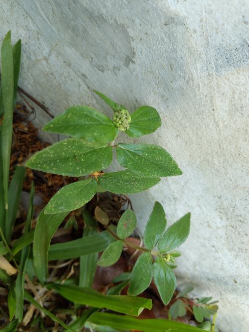飛揚草 飛揚草