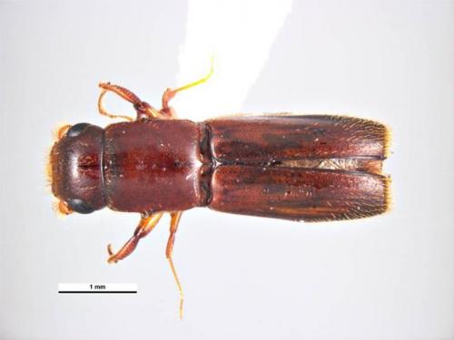 Crossotarsus externedentatus (Fairmaire, 1849) 外齒截尾長小蠹