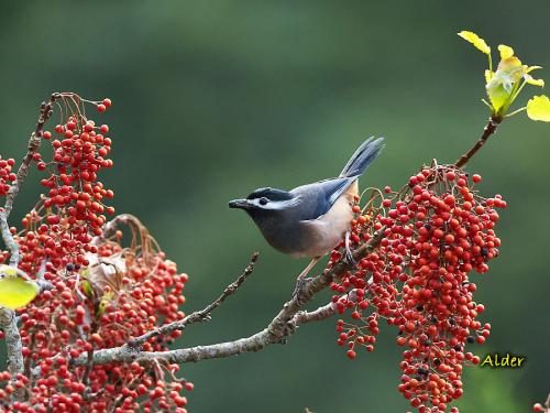 20090813_380467_White-eared_Sibia_1301.jpg