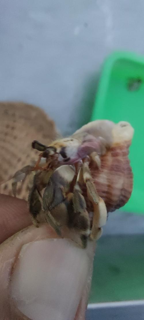 皺紋陸寄居蟹 皺紋陸寄居蟹