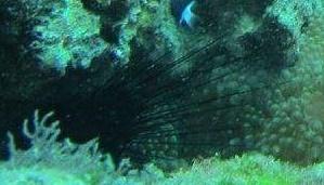 刺冠海膽 刺冠海膽