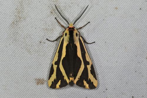 Eospilarctia lewisii formosana 褐帶污燈蛾 Eospilarctia lewisii formosana 褐帶污燈蛾