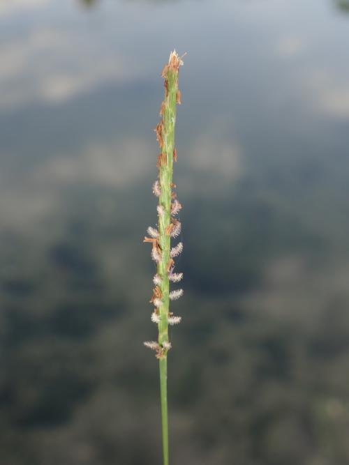 假儉草
