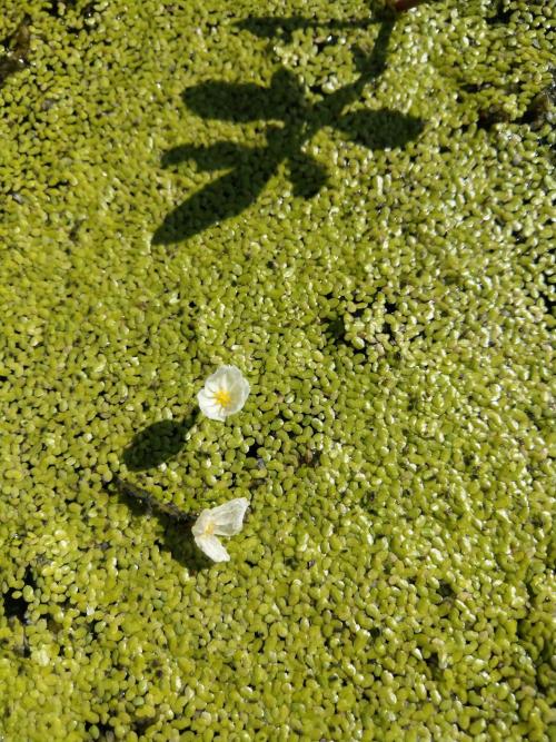 水蘊草