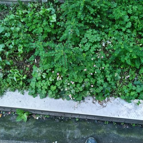 紅花酢漿草 (紫花酢漿草)