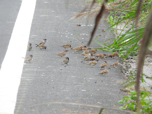 麻雀(普通亞種) 麻雀(普通亞種)