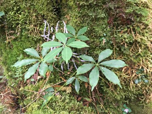 高山鴨腳木 高山鴨腳木