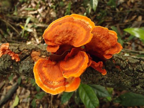 Pycnoporus sanguineus(血紅密孔菌)