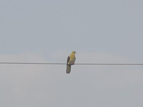 綠鳩(指名亞種) 綠鳩(指名亞種)