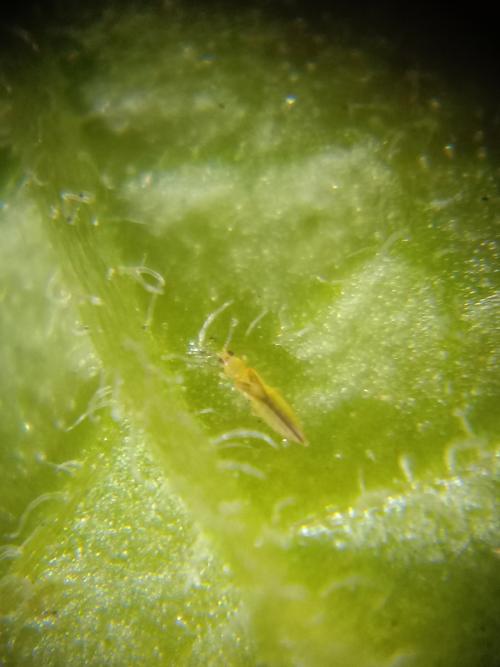 小黃薊馬 小黃薊馬