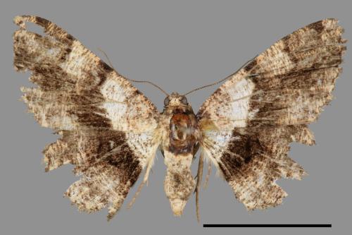 Satoblephara owadai[腹毛墨紋尺蛾][00045751]