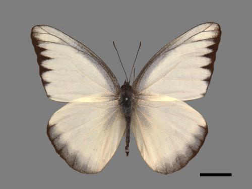 Appias lyncida eleonora[臺灣粉蝶][00015042]