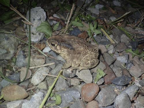 黑眶蟾蜍