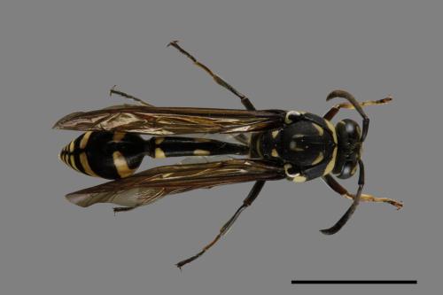 Phimenes flavopictus formosanus[虎蜾嬴][00073568]
