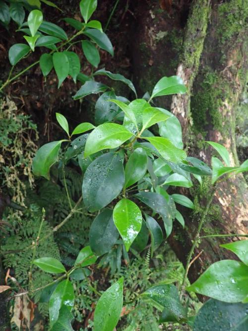 白花八角 白花八角