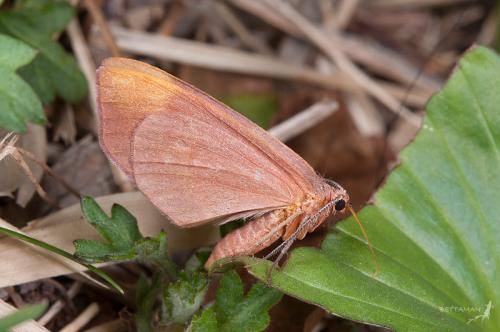 120322 南投 塔塔加 01 黃帶朱尺蛾 Sabaria pulchra (Wileman, 1914) Female_800ori