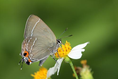 20090930_345779_Satyrium eximium mushanum_a.jpg