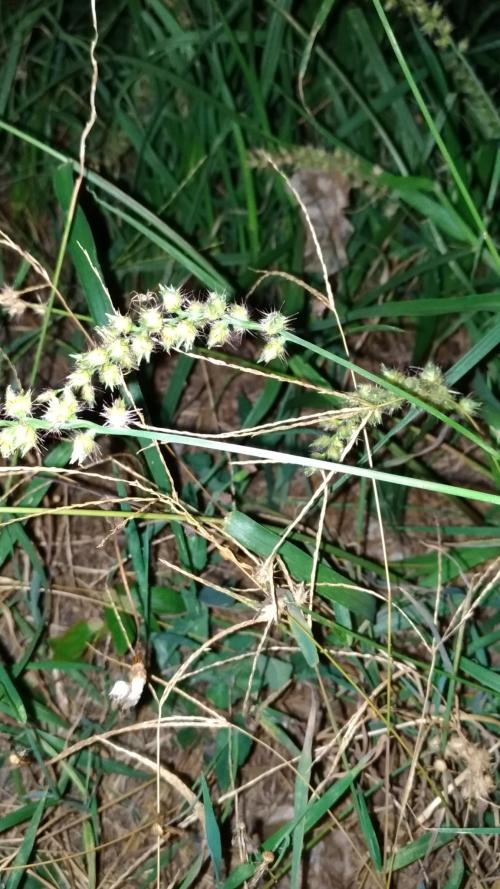 蒺藜草 (黐頭芒) 蒺藜草 (黐頭芒)