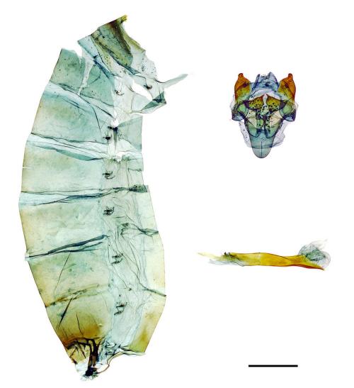 Pachliopta aristolochiae interposita (Fruhstorfer, 1904) 紅珠鳳蝶 Pachliopta aristolochiae interposita (Fruhstorfer, 1904) 紅珠鳳蝶