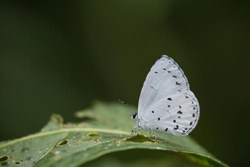 20090930_345793_Udara albocaerulea_a.jpg