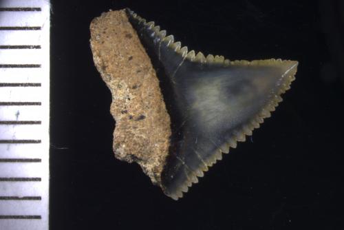Carcharhinus leucas [ASIZF0100411]