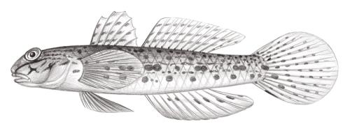 Istigobius rigilius@Jheng2163 Istigobius rigilius@Jheng2163