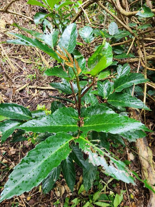 菲律賓火筒樹 菲律賓火筒樹
