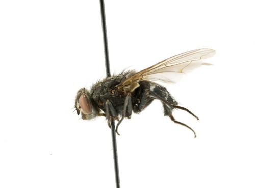 Aldrichina grahami female lateral