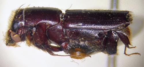 Crossotarsus piceus Chapuis, 1865