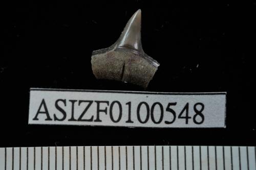 Carcharhinus sp. [ASIZF0100548]