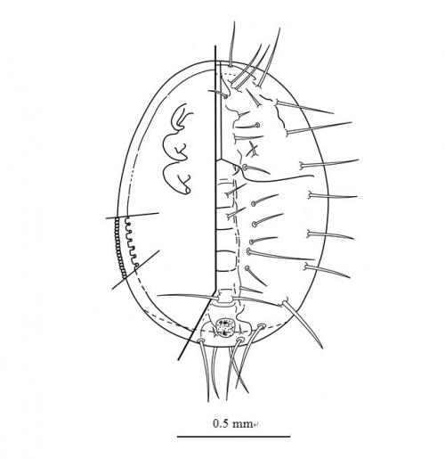 Aleurocanthus spiniferus  (Quaintance, 1903)