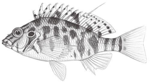 Cirrhitichthys aprinus@Jheng1601 Cirrhitichthys aprinus@Jheng1601