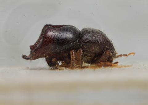 Eccoptopterus spinosus (Olivier, 1795) 六棘菌生小蠹