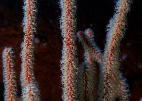 紅細鞭珊瑚