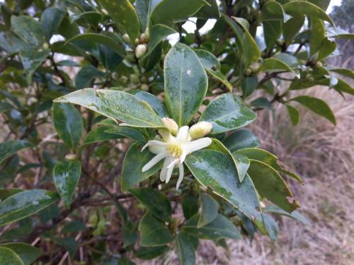 白花八角 白花八角