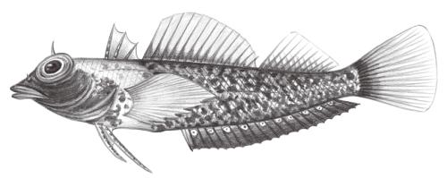Enneapterygius flavoccipitis@Jheng1926 Enneapterygius flavoccipitis@Jheng1926