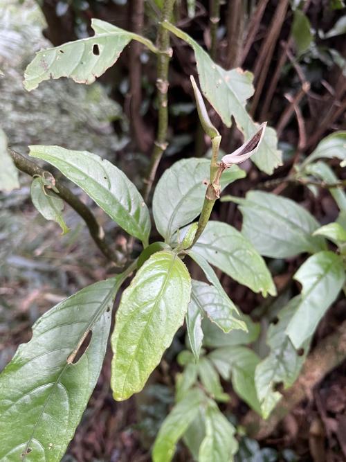 角桐草 角桐草