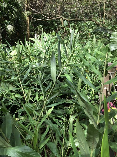 野薑花 野薑花