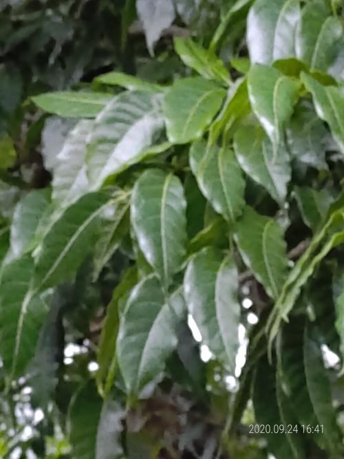 桃花心木 桃花心木