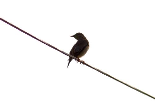 Chestnut-tailed Starling (Eastern) Chestnut-tailed Starling (Eastern)