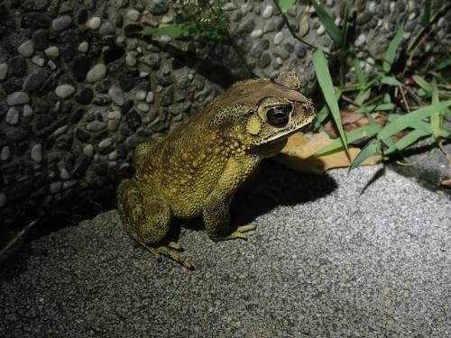 黑眶蟾蜍 黑眶蟾蜍